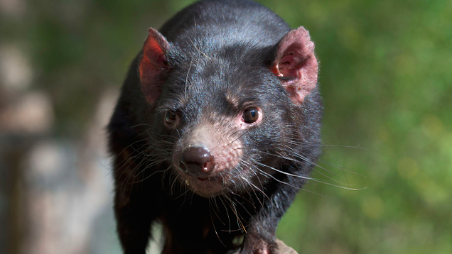Illustration for article titled 8 Marsupials We’re Just Going To Throw Out Unless Bindi Irwin Wants Them